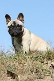 BOULEDOGUE FRANCAIS 496